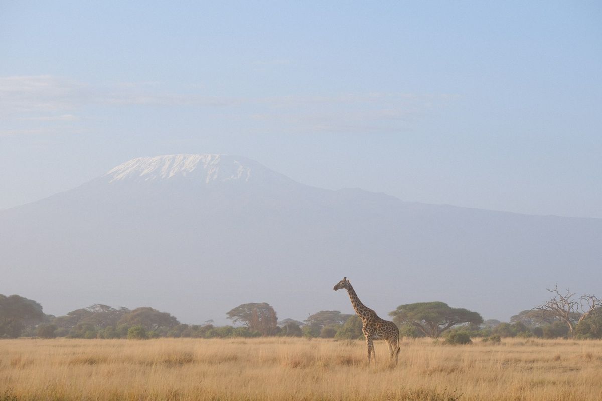 A giraffe on the savanna with Mount Kilimanjaro in the background