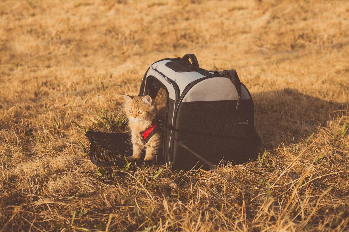 A grey cat inside a pet travel carrier