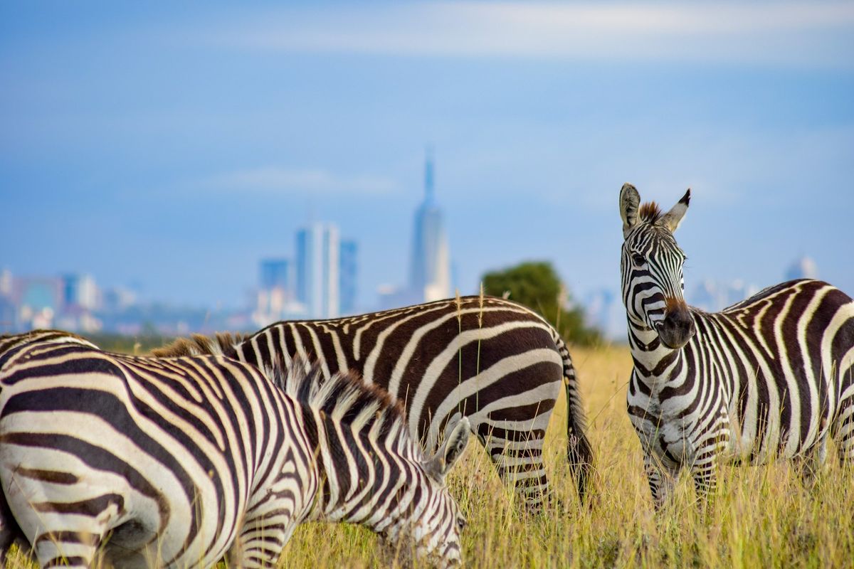 Zebras grazing on East African savanna