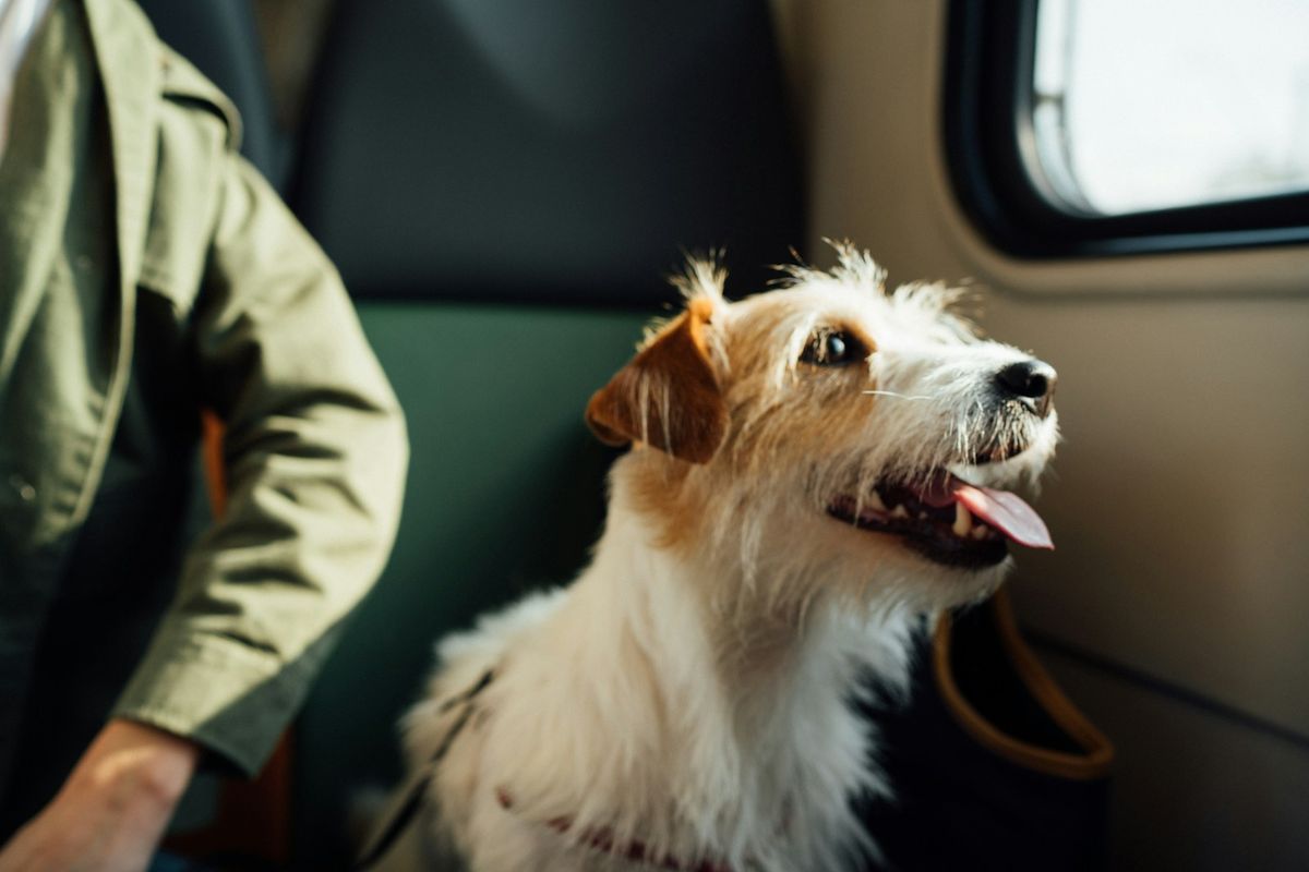 A dog in a travel carrier, ready for pet travel