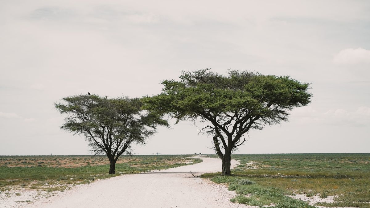 Two acacia trees beside a dirt road African savanna landscape