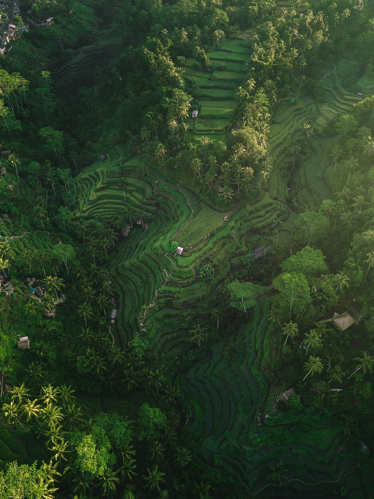 Aerial view of Bali rice terraces