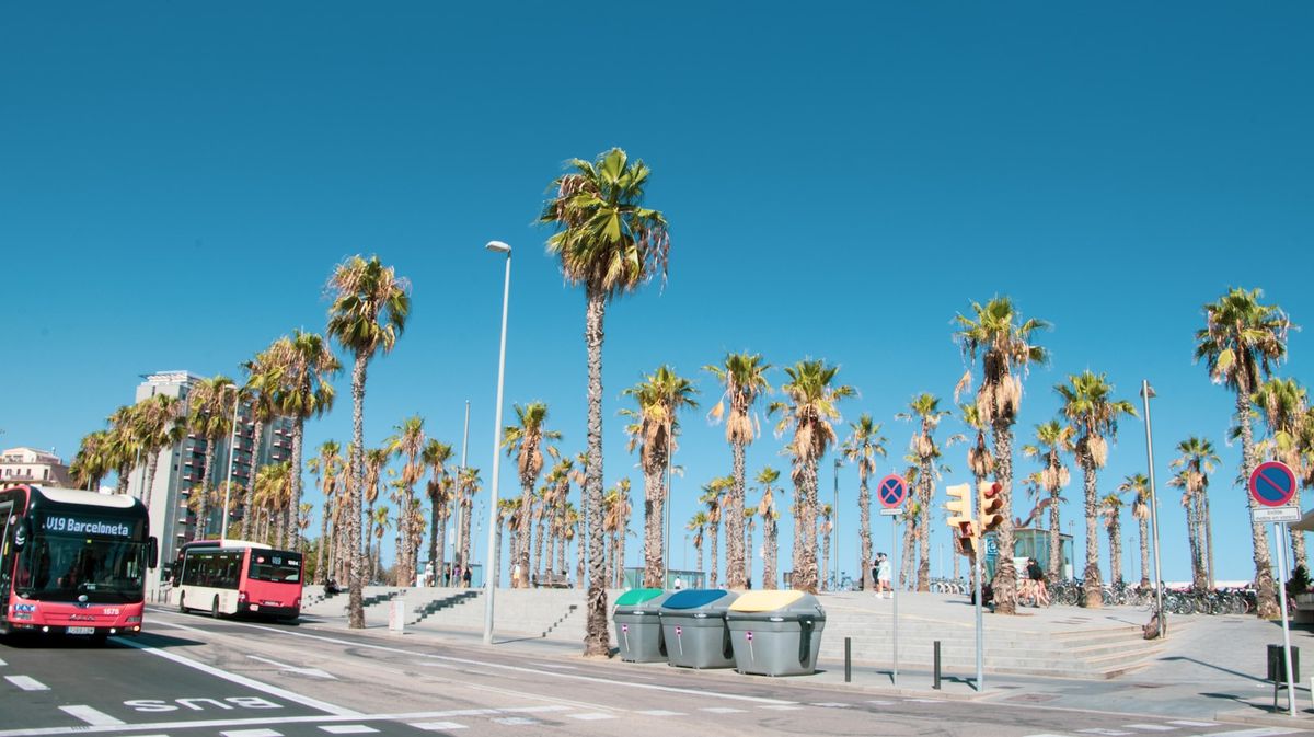 Bus driving down a Barcelona street lined with palm trees