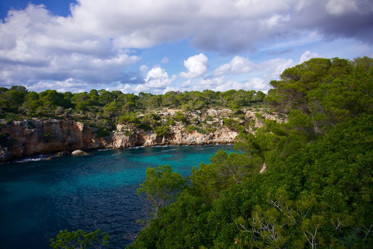 Green pine trees above the blue Mediterranean sea in Mallorca