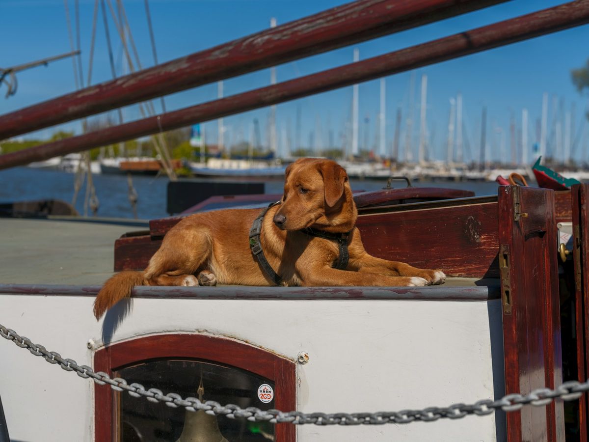 Dog relaxing on a boat deck on a sunny day