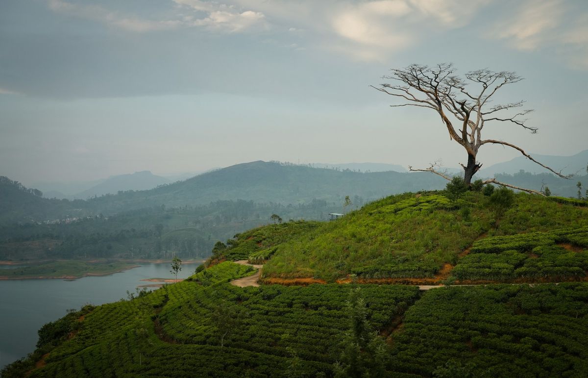 Lone tree on a hill overlooking Sri Lanka's tea plantations