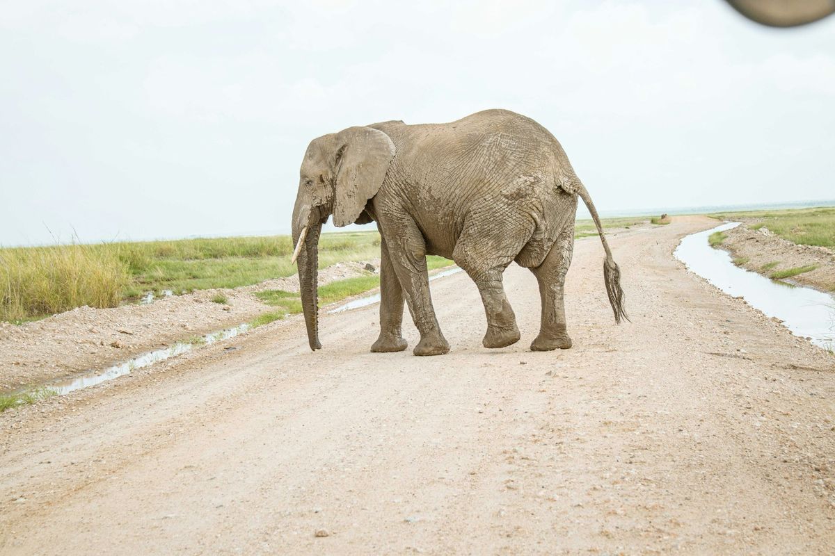An elephant crossing a dirt safari road in Kenya