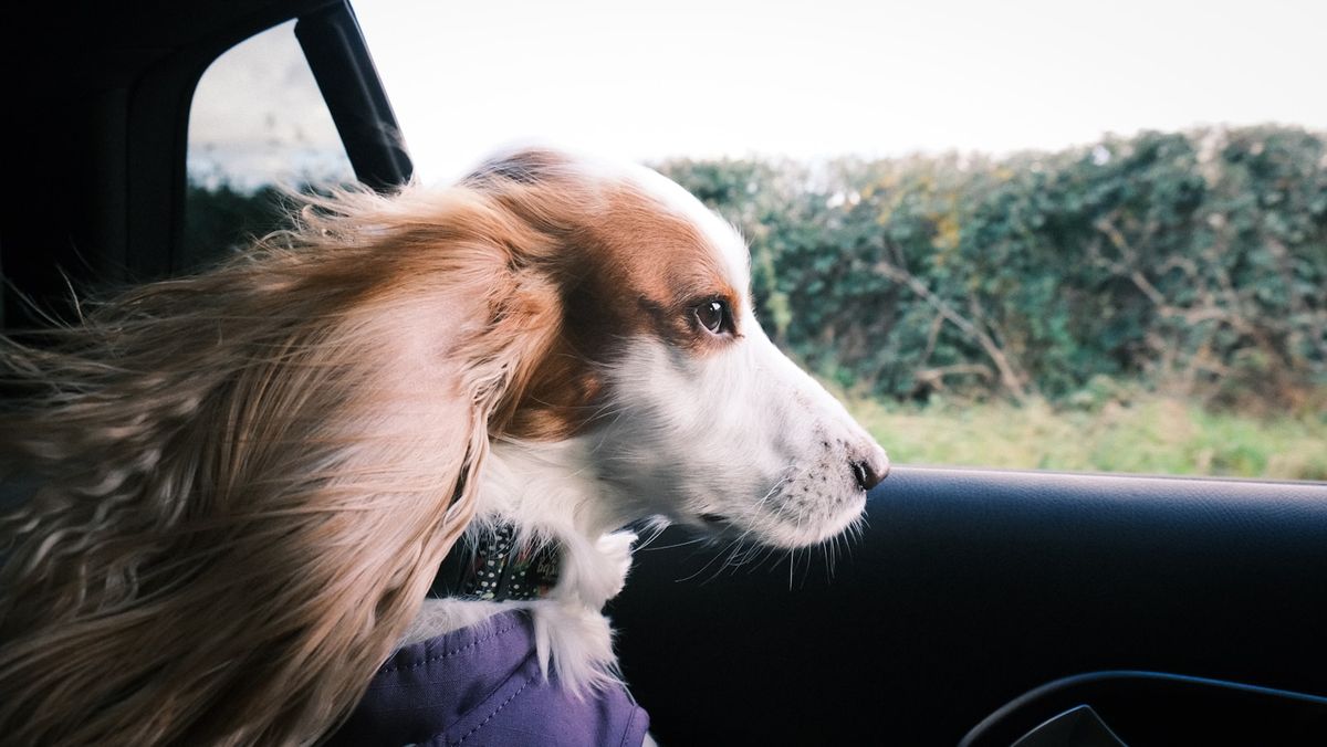 Dog sitting in the passenger seat of a car during a road trip