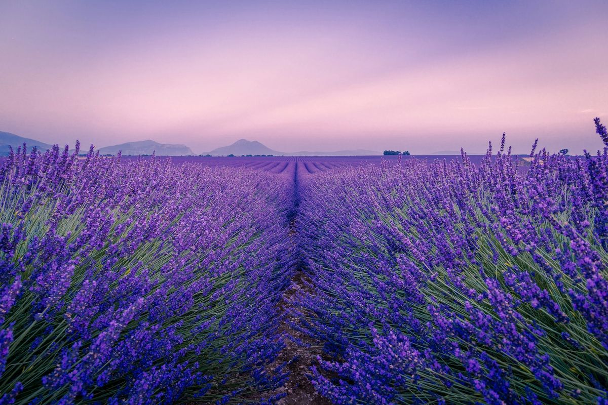 Purple lavender field under white sky in Provence, France