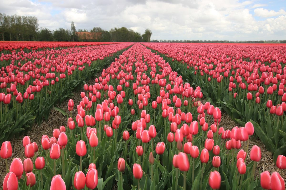 Rows of pink tulips in a Dutch flower field