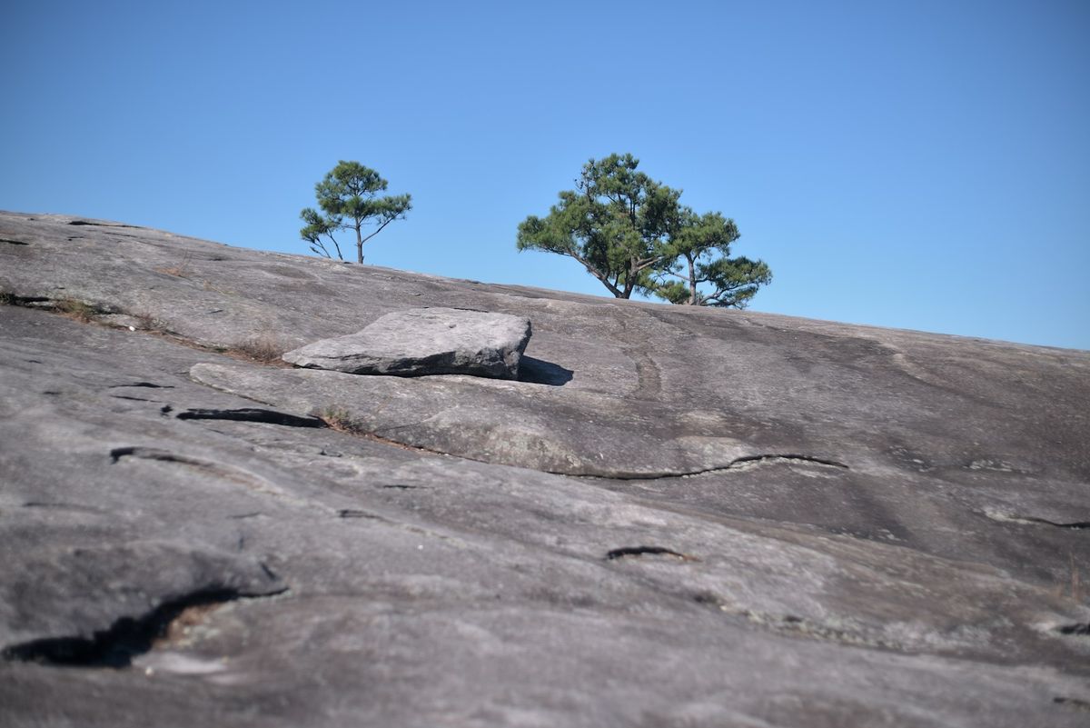 Trees growing on the smooth granite rock surface of Stone Mountain, Georgia