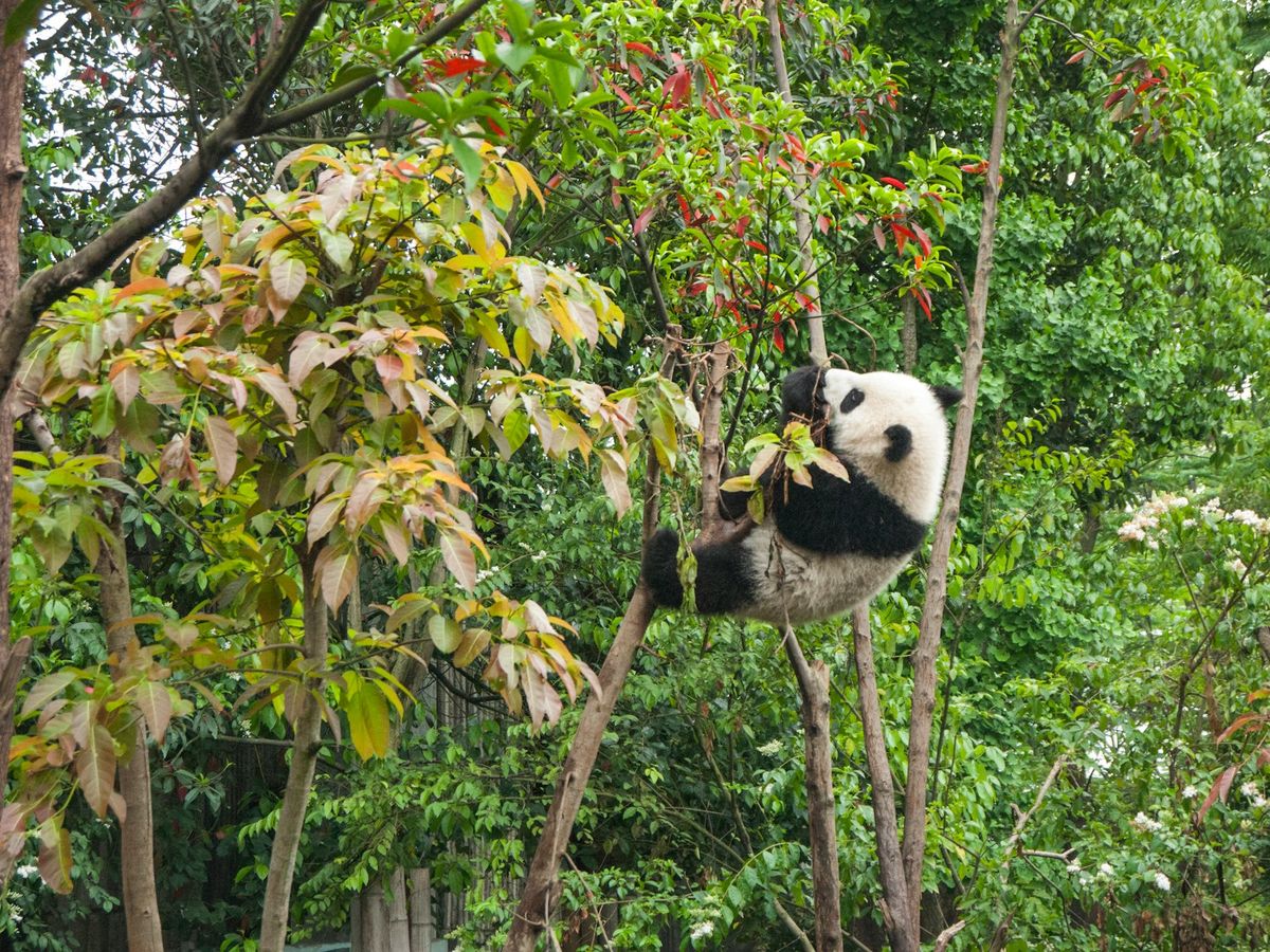 Giant panda climbing a tree in Chengdu, China