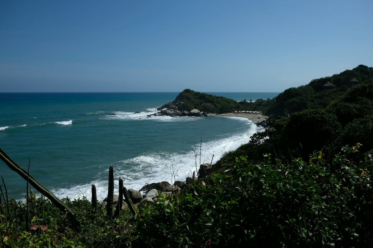 Coastal trees and vegetation along a beach in Tayrona National Park, Colombia