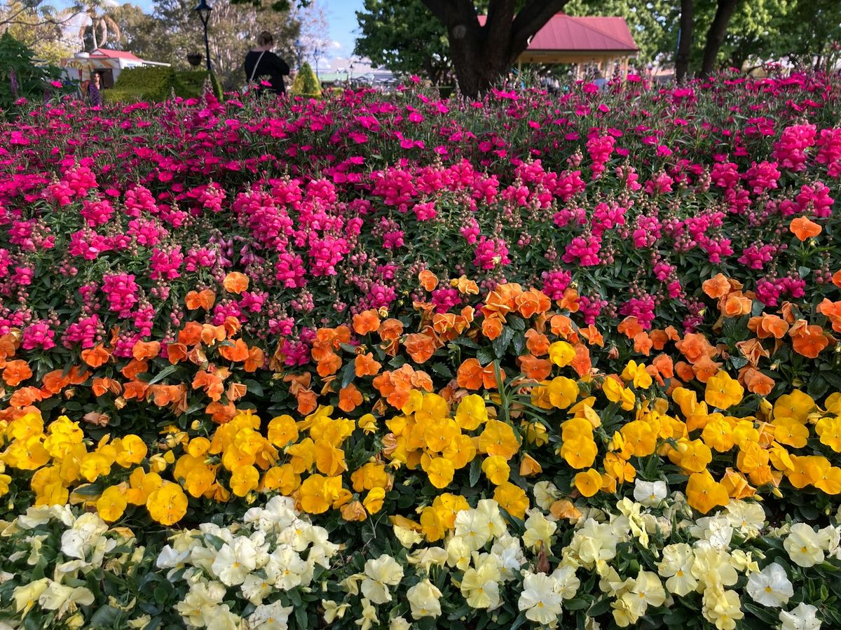 Vibrant wildflower garden in Toowoomba