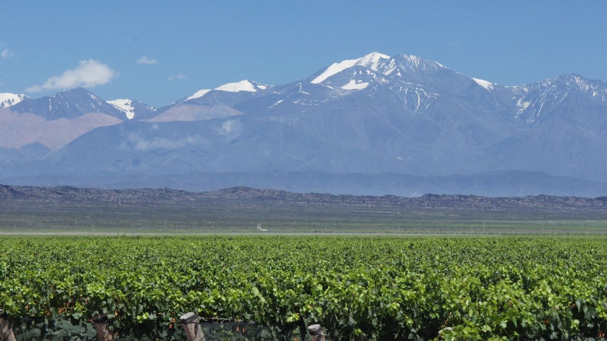Green vineyard rows with Andes mountains in background near Mendoza Argentina