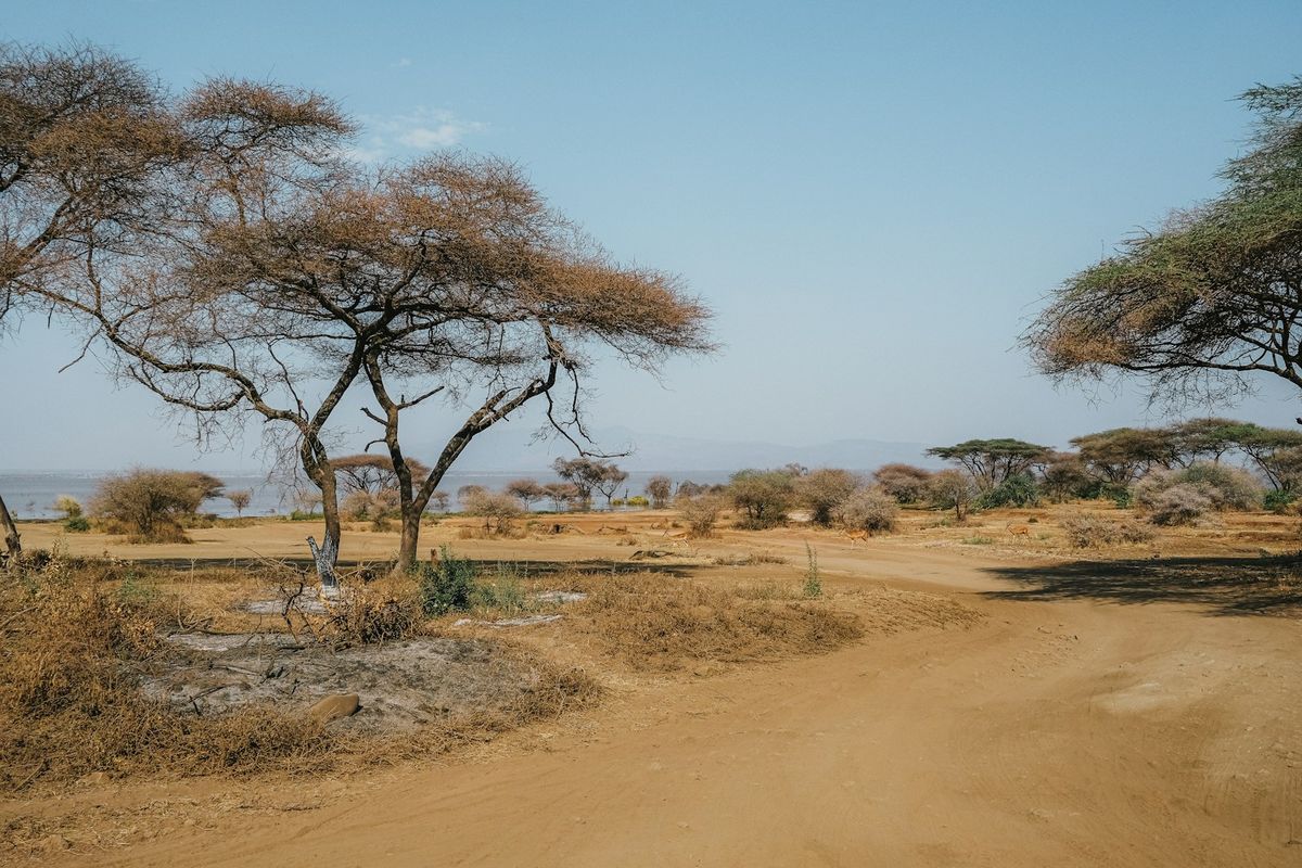 Dirt road through a dry African savanna landscape