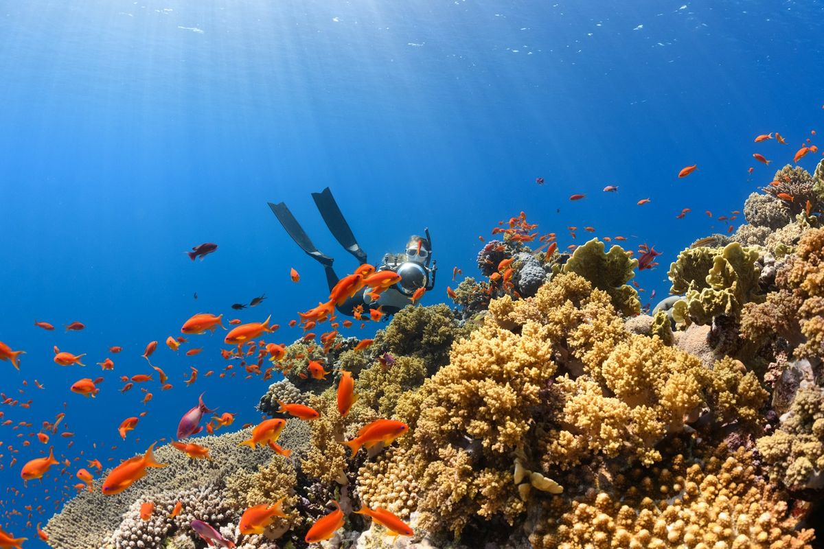 Scuba diver swimming over a colorful coral reef, Red Sea