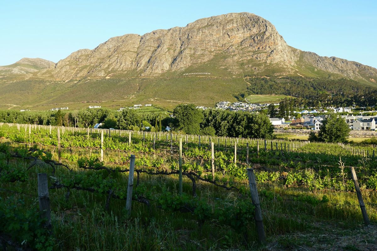 Vineyard with mountain backdrop in Stellenbosch winelands South Africa