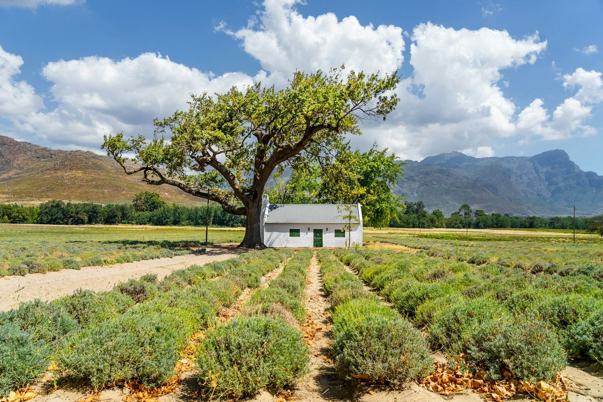 A whitewashed Cape Dutch wine estate house near Franschhoek, South Africa