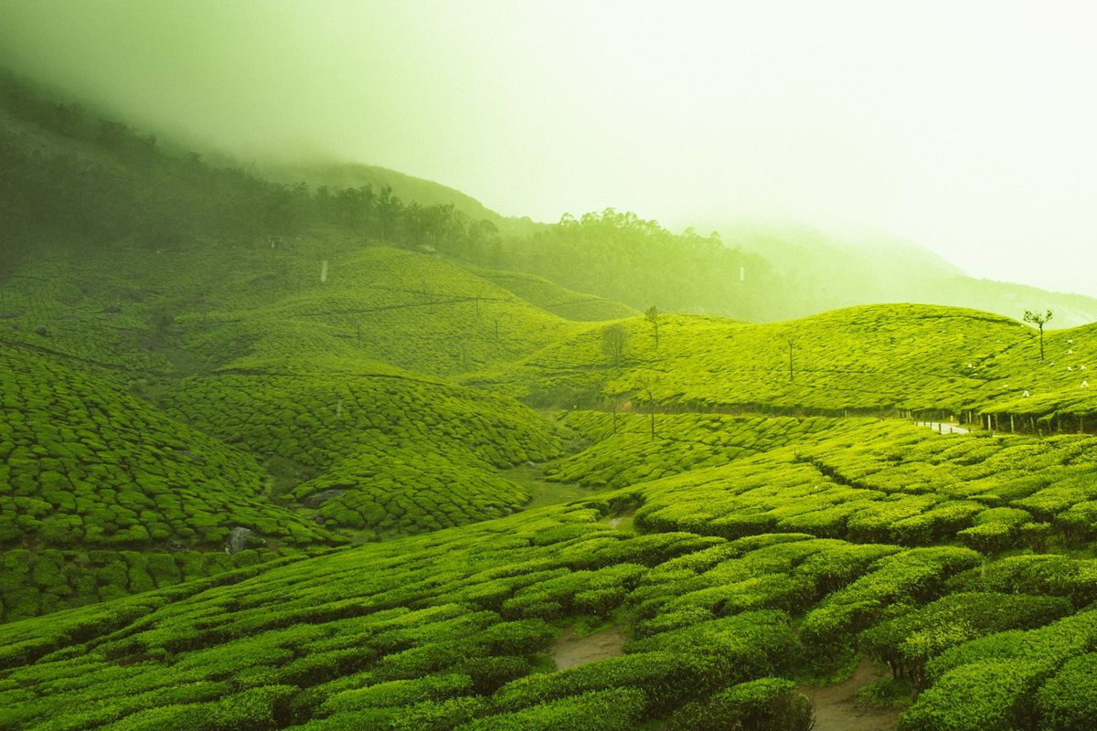 Lush green tea plantation fields in Sri Lanka hill country