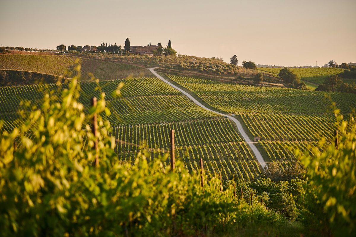 Vineyard rows on a Tuscan hillside in the Chianti region at sunset