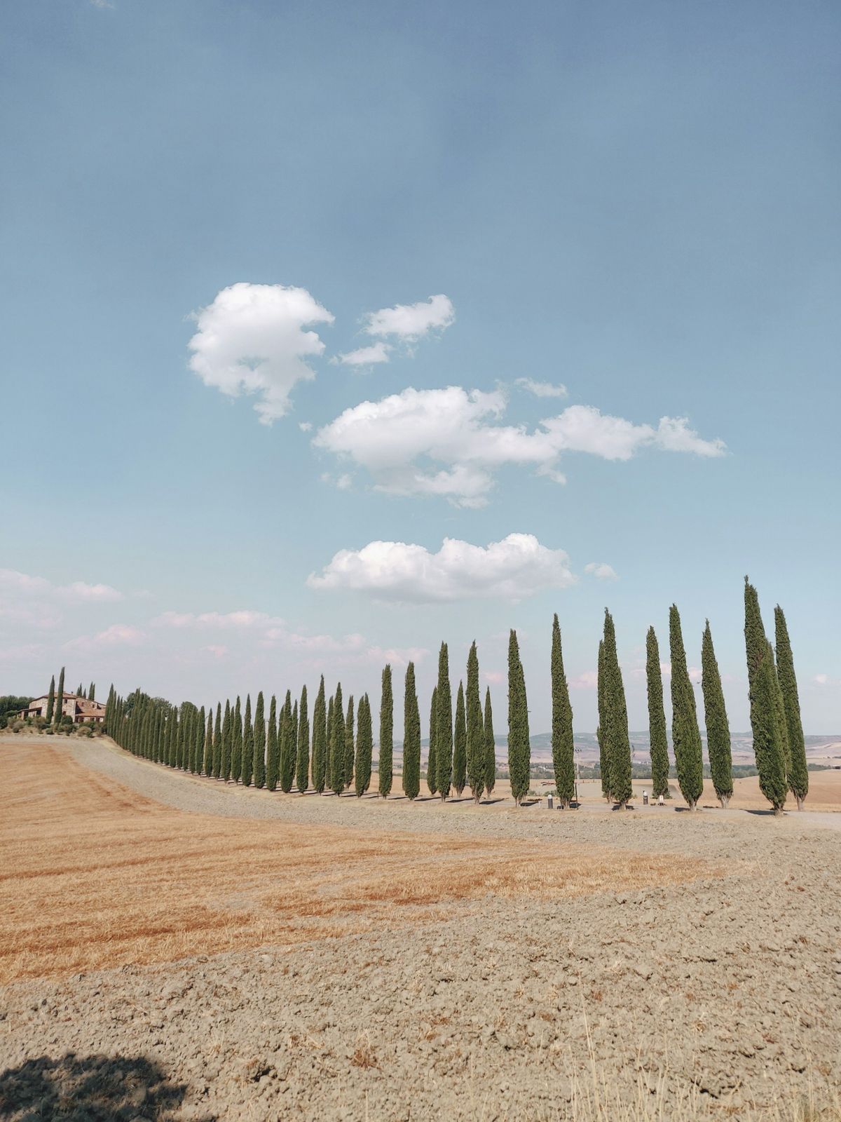 Cypress trees in the Val d'Orcia countryside, Tuscany