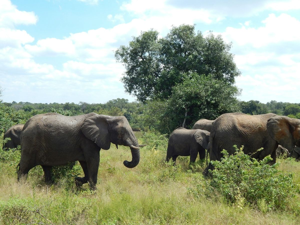 Elephant herd crossing grassland in Kruger National Park, South Africa