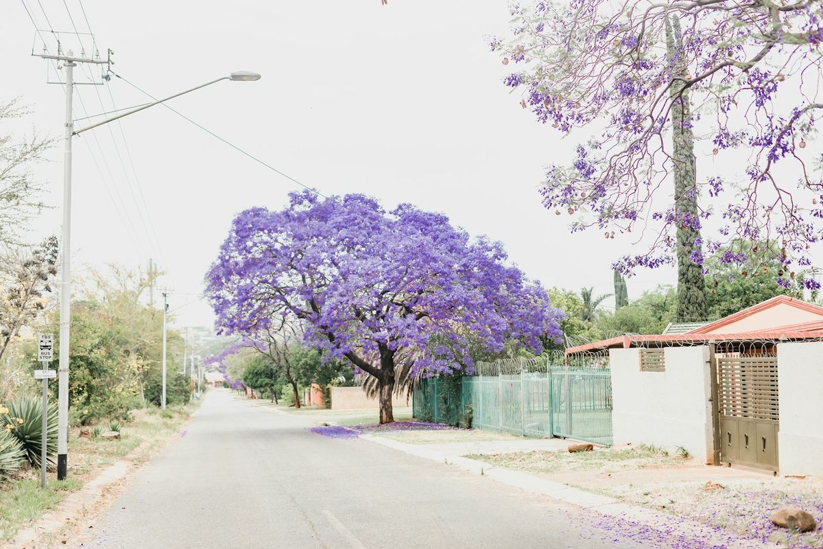 Jacaranda tree in purple bloom lining a road, South Africa
