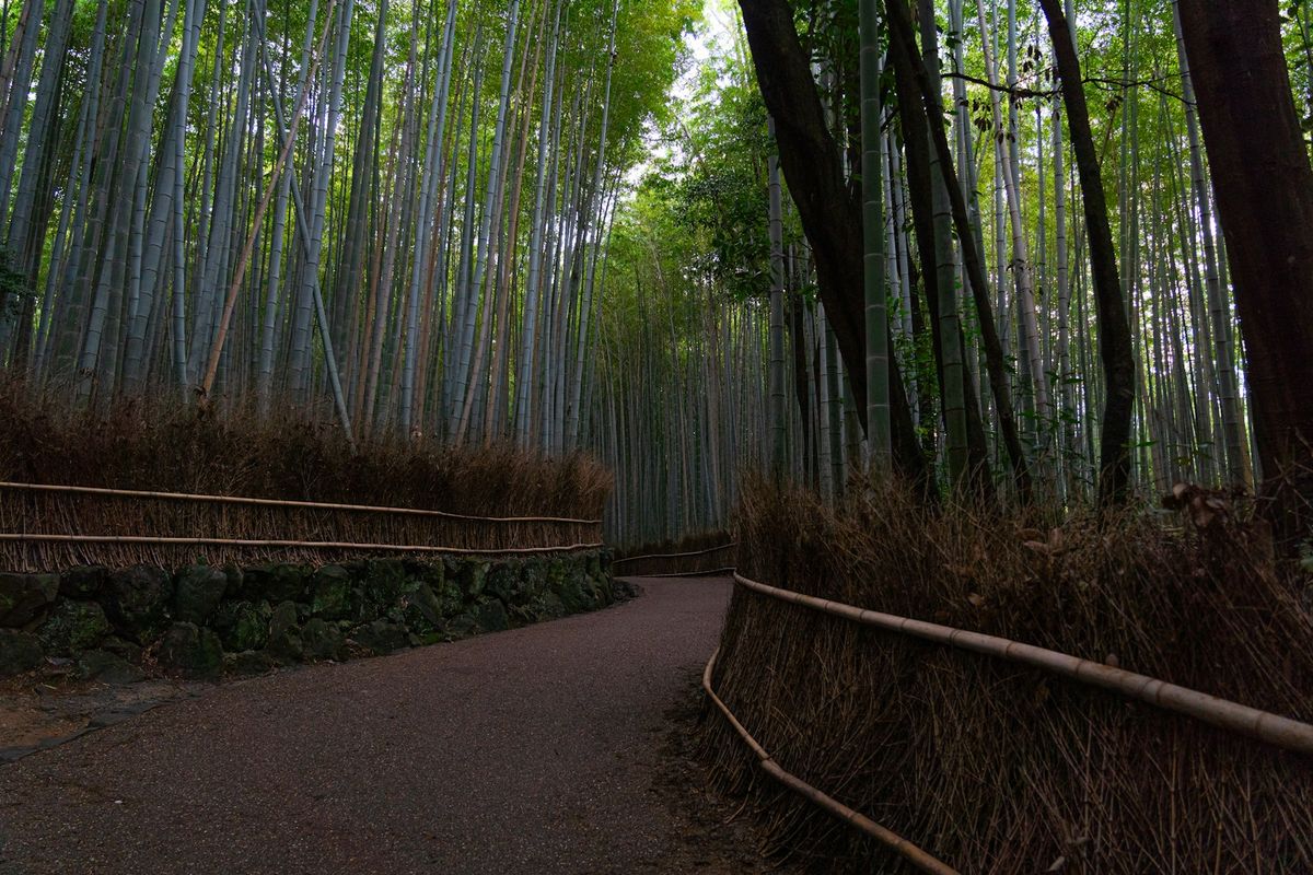Path through the bamboo grove in Arashiyama, Kyoto