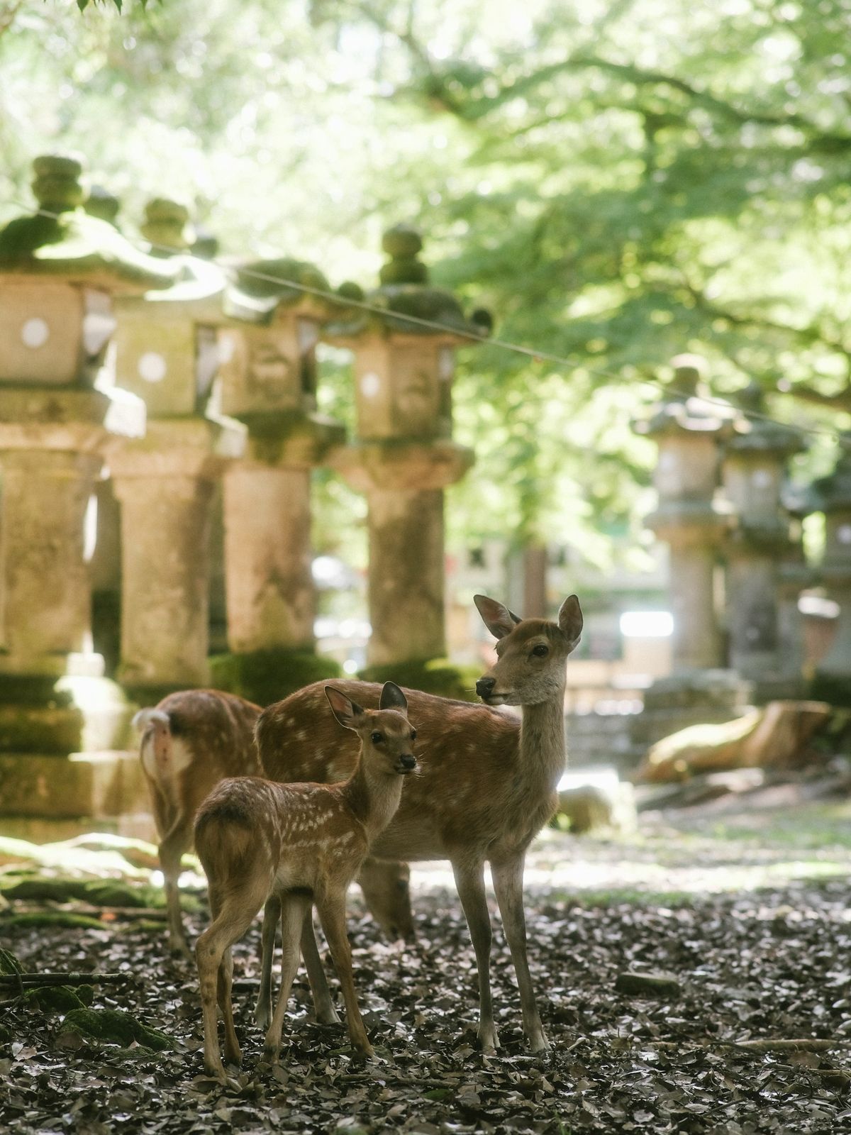 Sacred deer roaming near Nara's temples