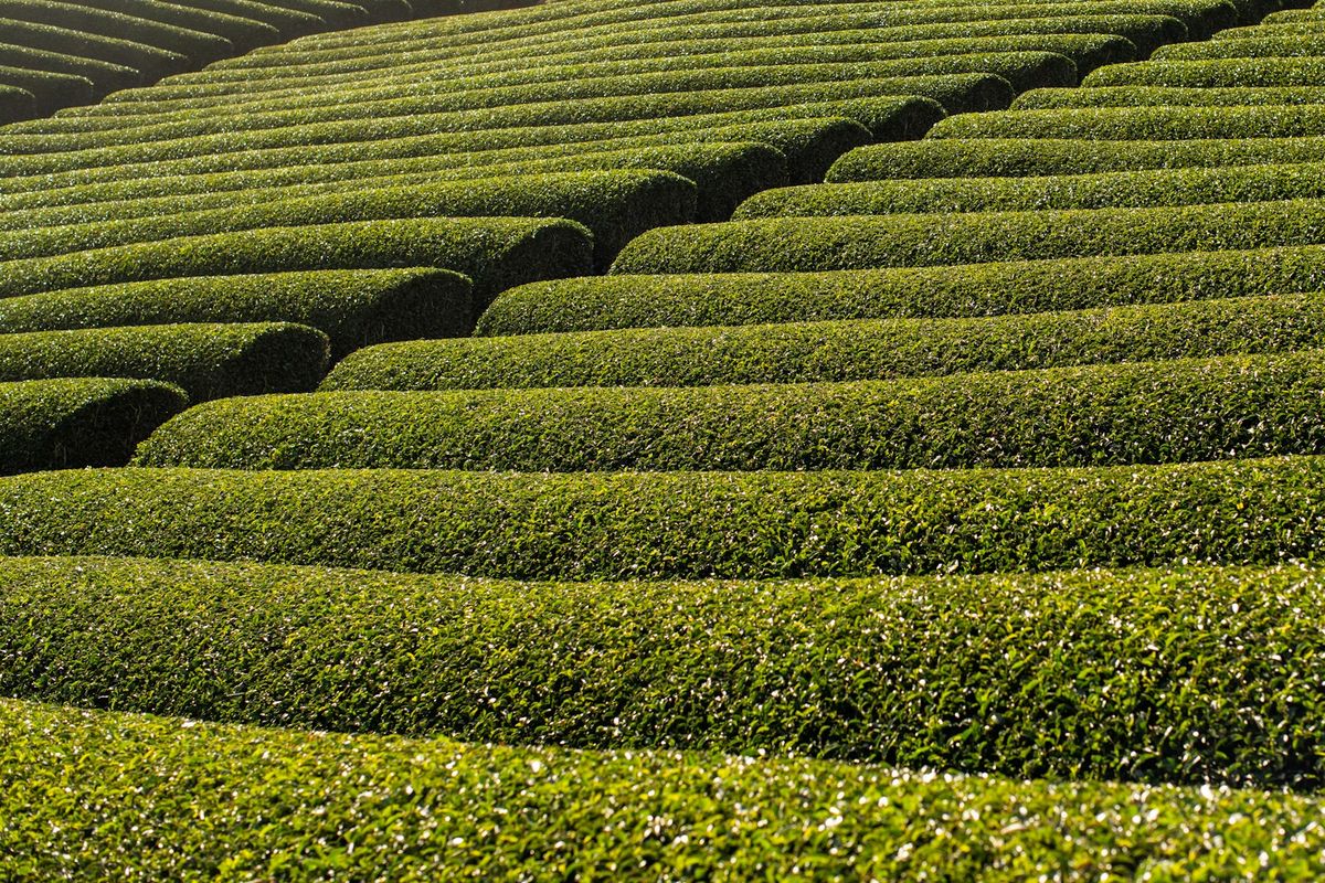 Rows of tea bushes in a matcha tea field near Uji, Japan