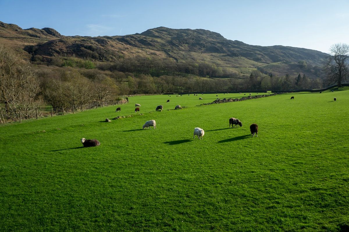 Herd of sheep grazing on a lush green hillside, Lake District