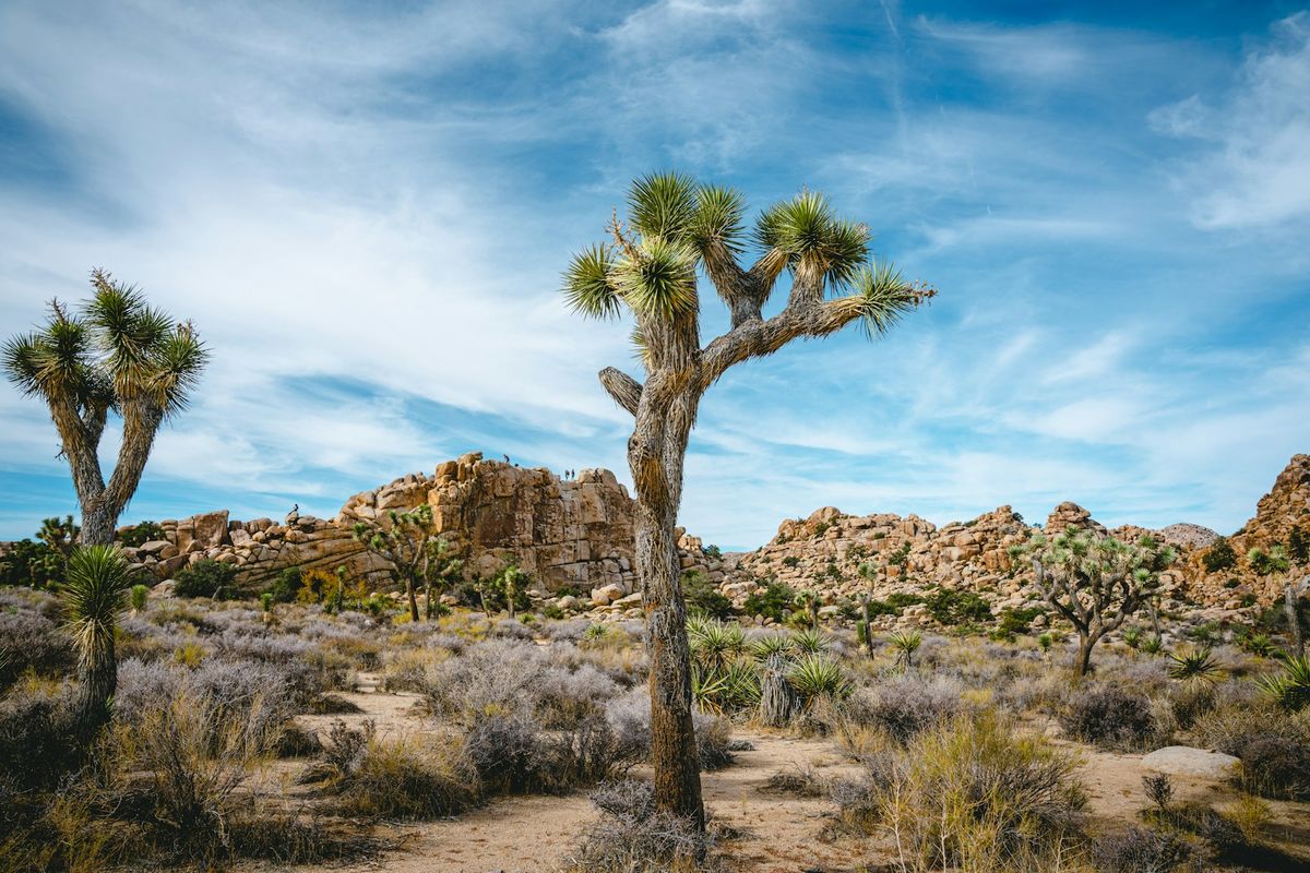 A Joshua tree in the desert landscape of Joshua Tree National Park