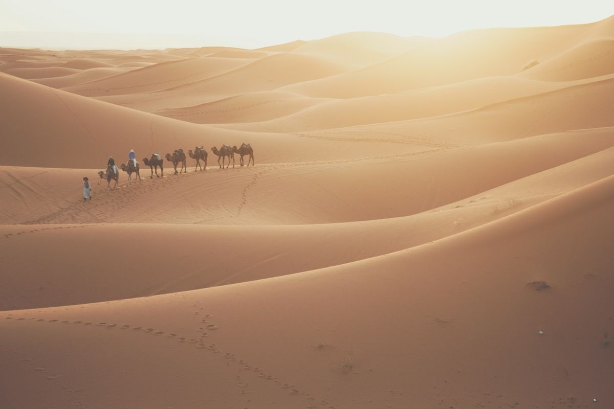 Camel walking across the Sahara desert dunes at daytime, Morocco