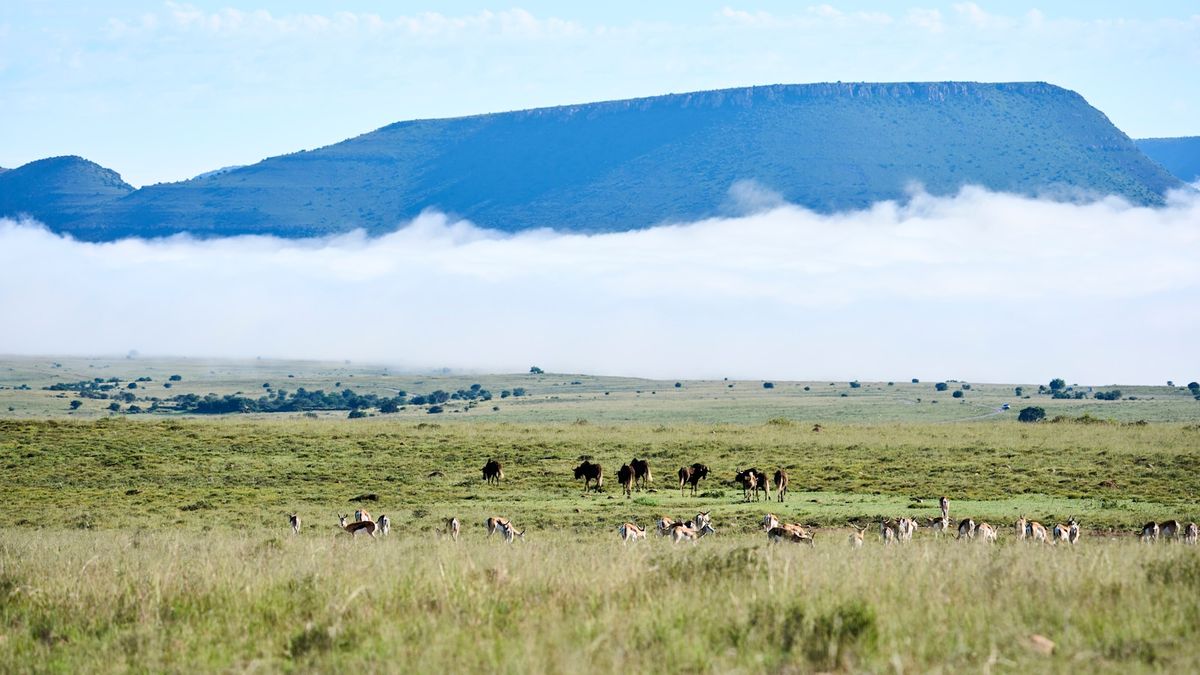 Zebras and wildebeest on the savannah with misty mountains, East Africa