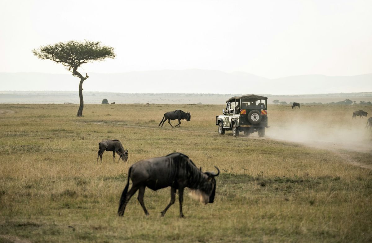 Wildebeest herd grazing on the Maasai Mara plains, Kenya