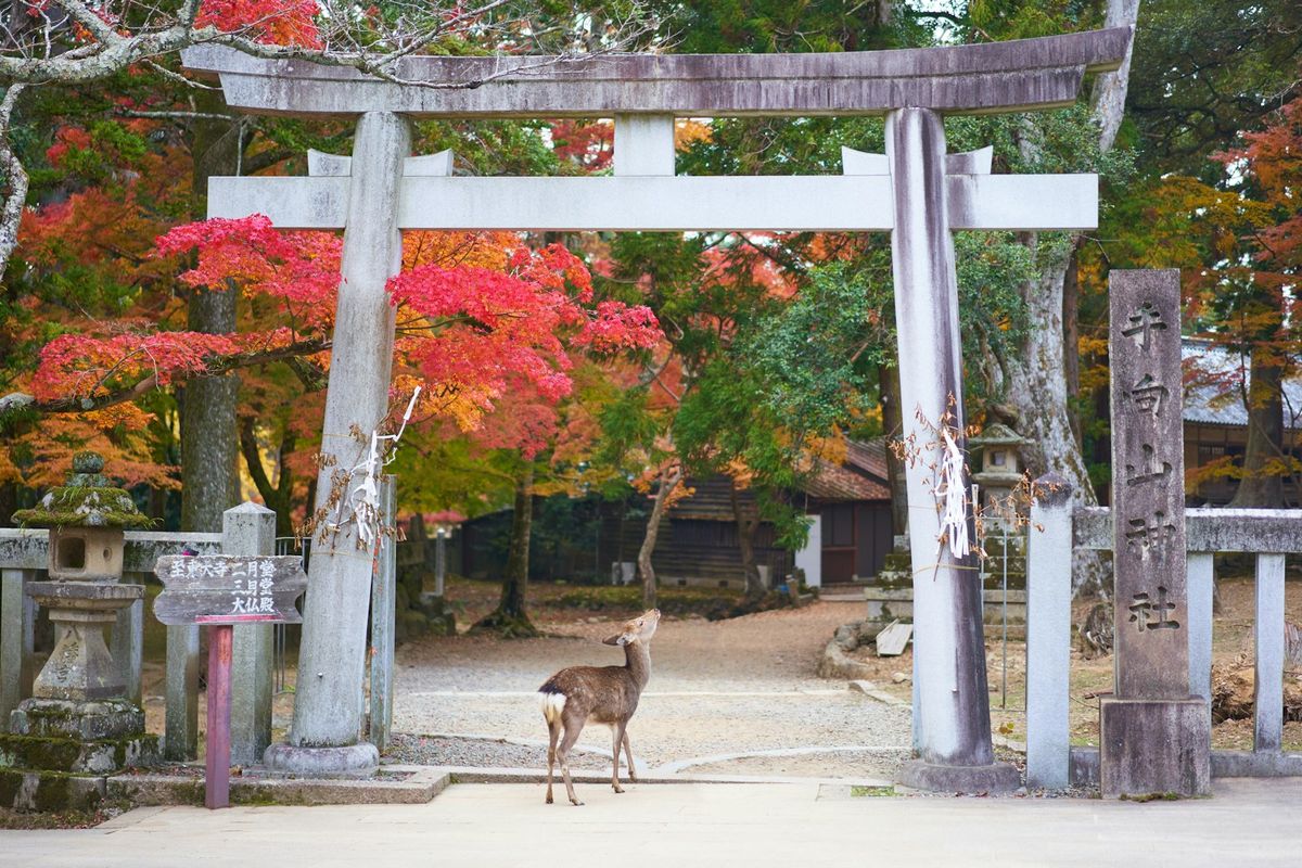 Deer beneath traditional Japanese torii gate at Nara park