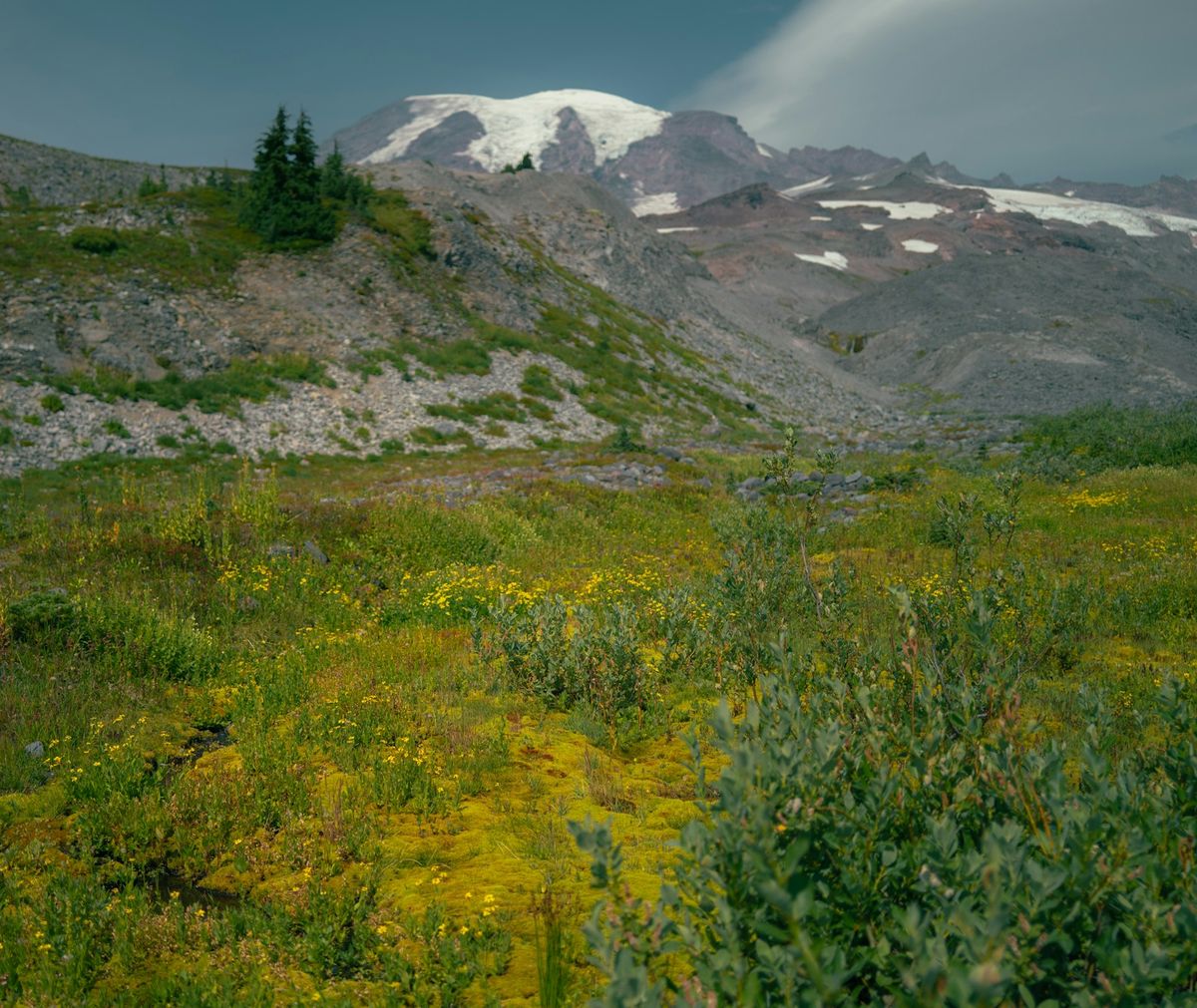 Mount Rainier snow-capped peak above a wildflower meadow