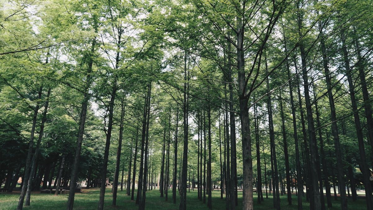 Tree-lined path on Nami Island, South Korea