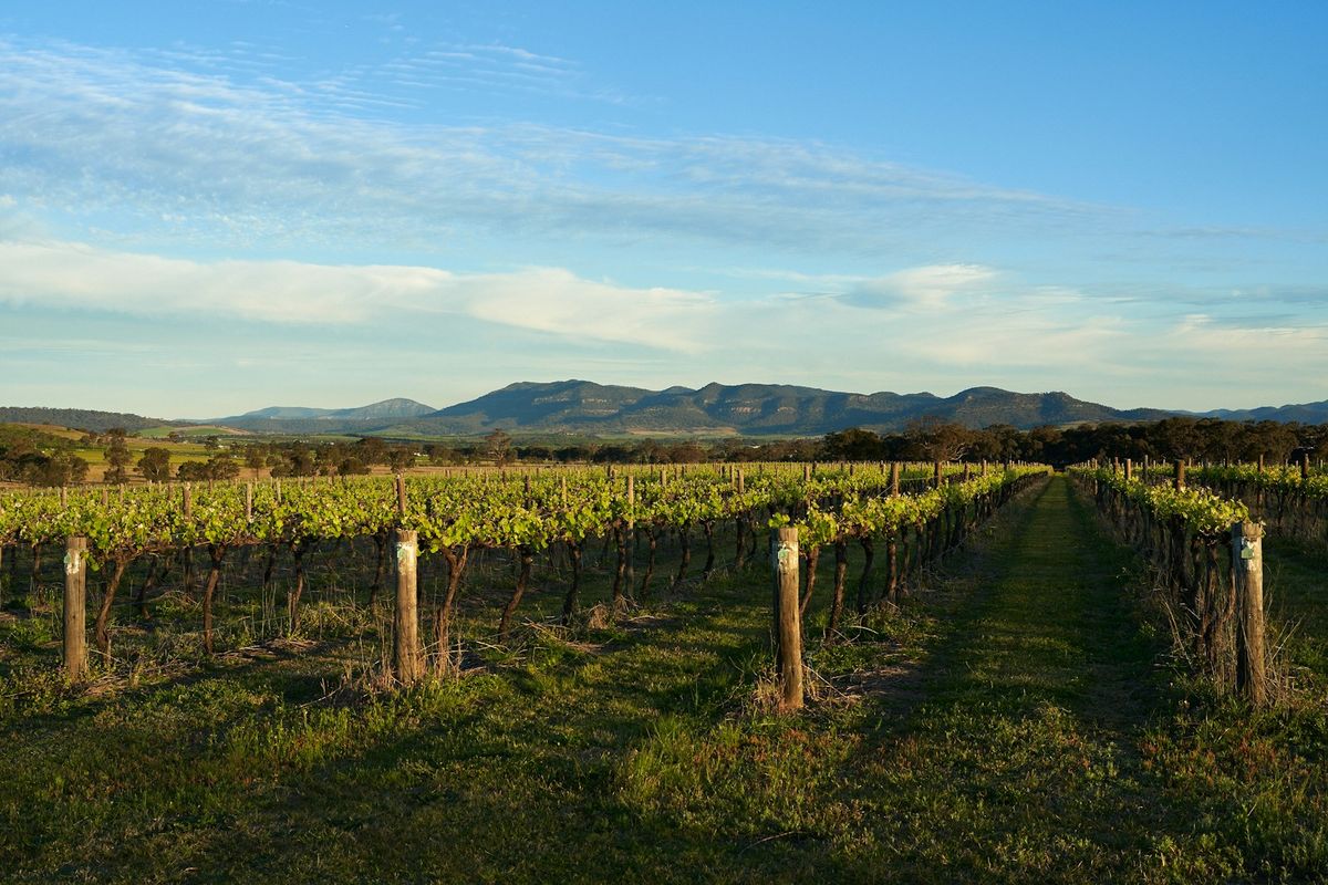 Rows of vines in a Hunter Valley vineyard, Australia