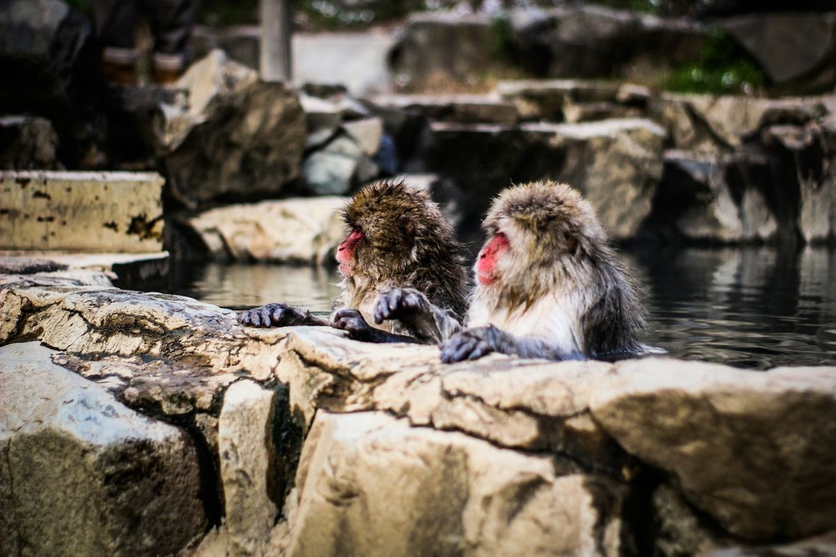 Japanese snow monkeys relaxing in a hot spring near Nagano