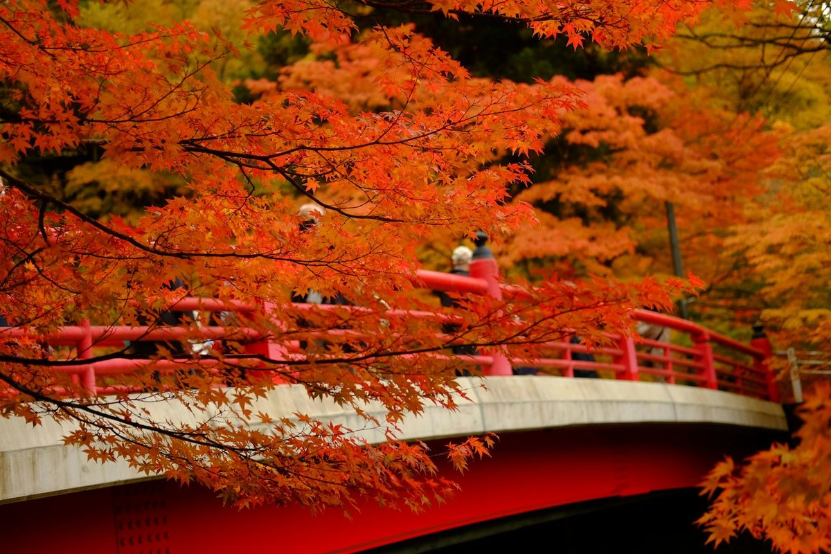 Red bridge over forested river in Nikko Japan autumn