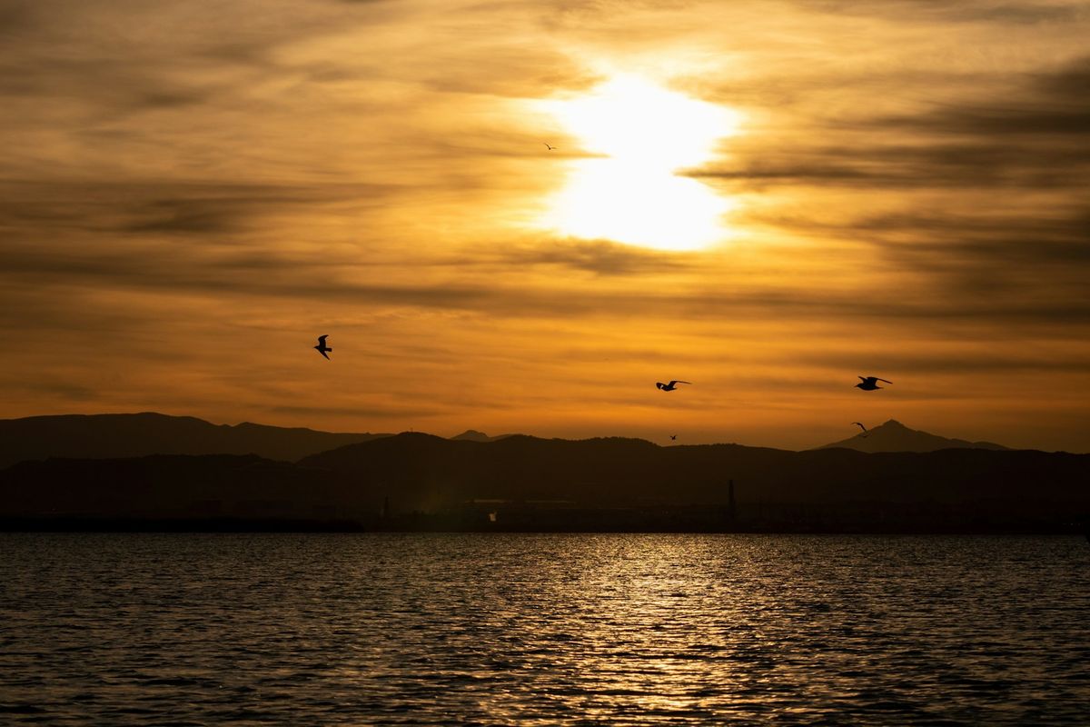 Birds flying over the Albufera lagoon at sunset near Valencia