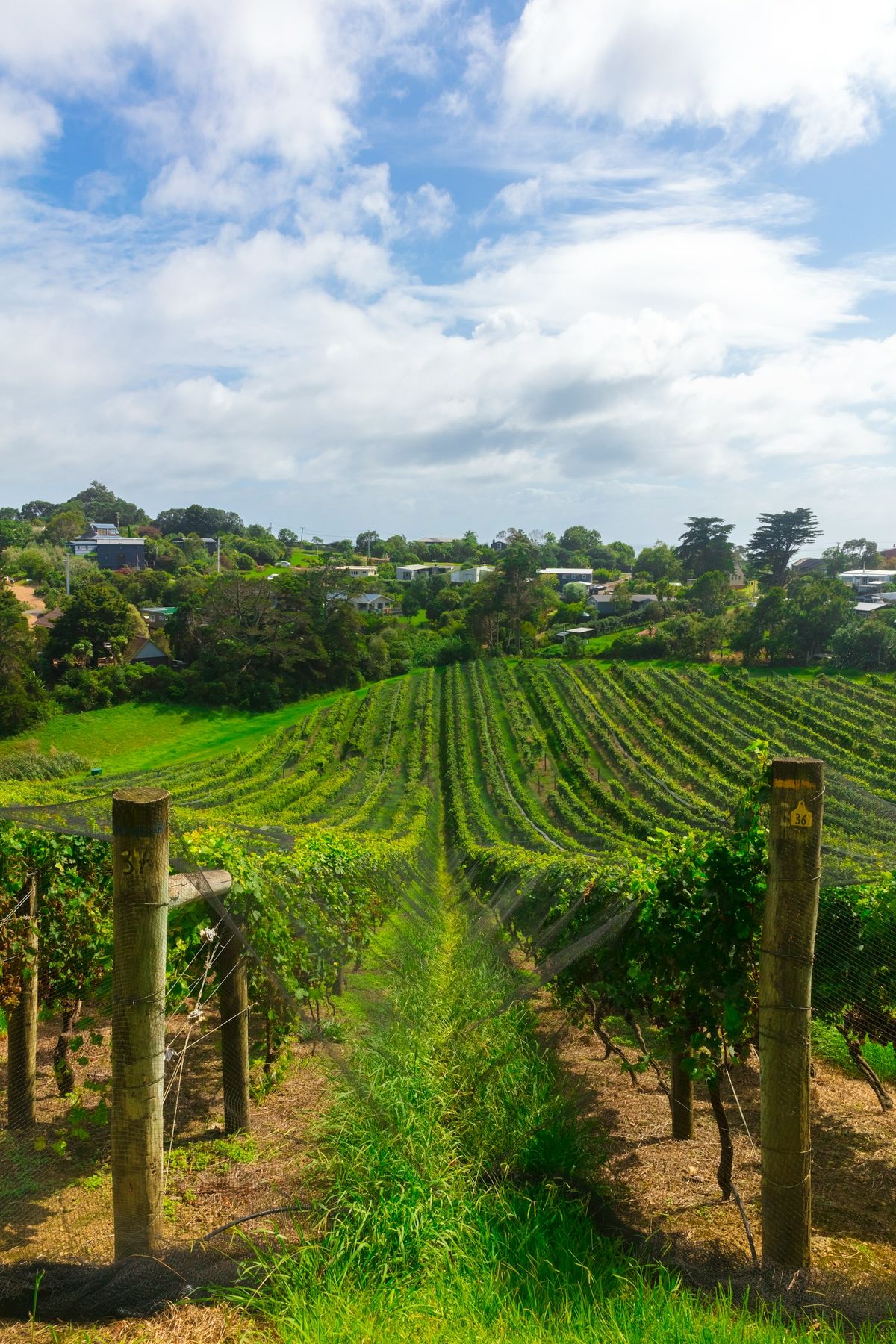 Rows of grape vines in a Wairarapa vineyard, New Zealand