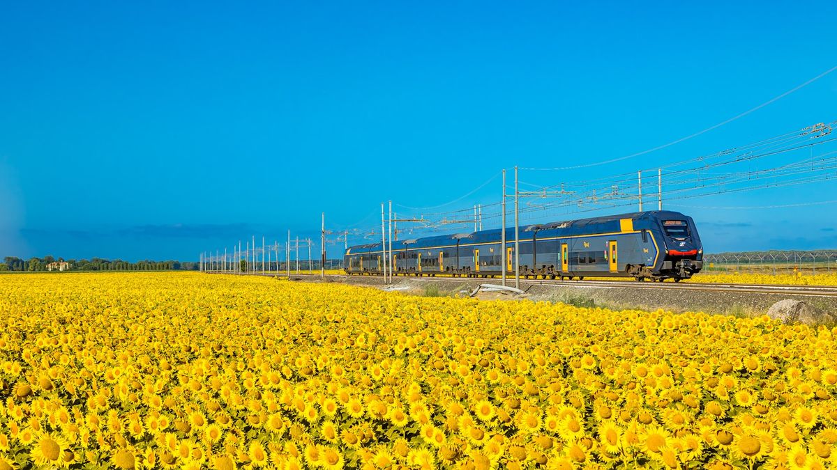 A train travelling through a field of sunflowers in the Italian countryside