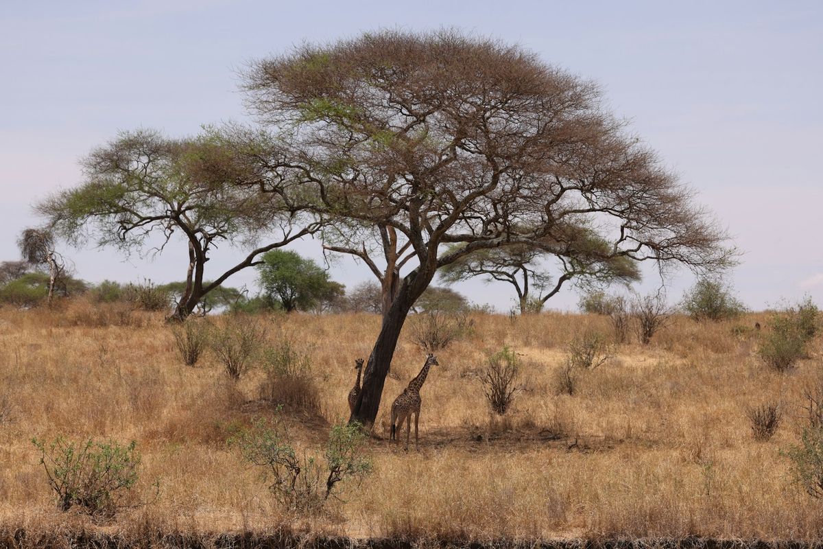 Two giraffes standing under a large acacia tree in African savannah
