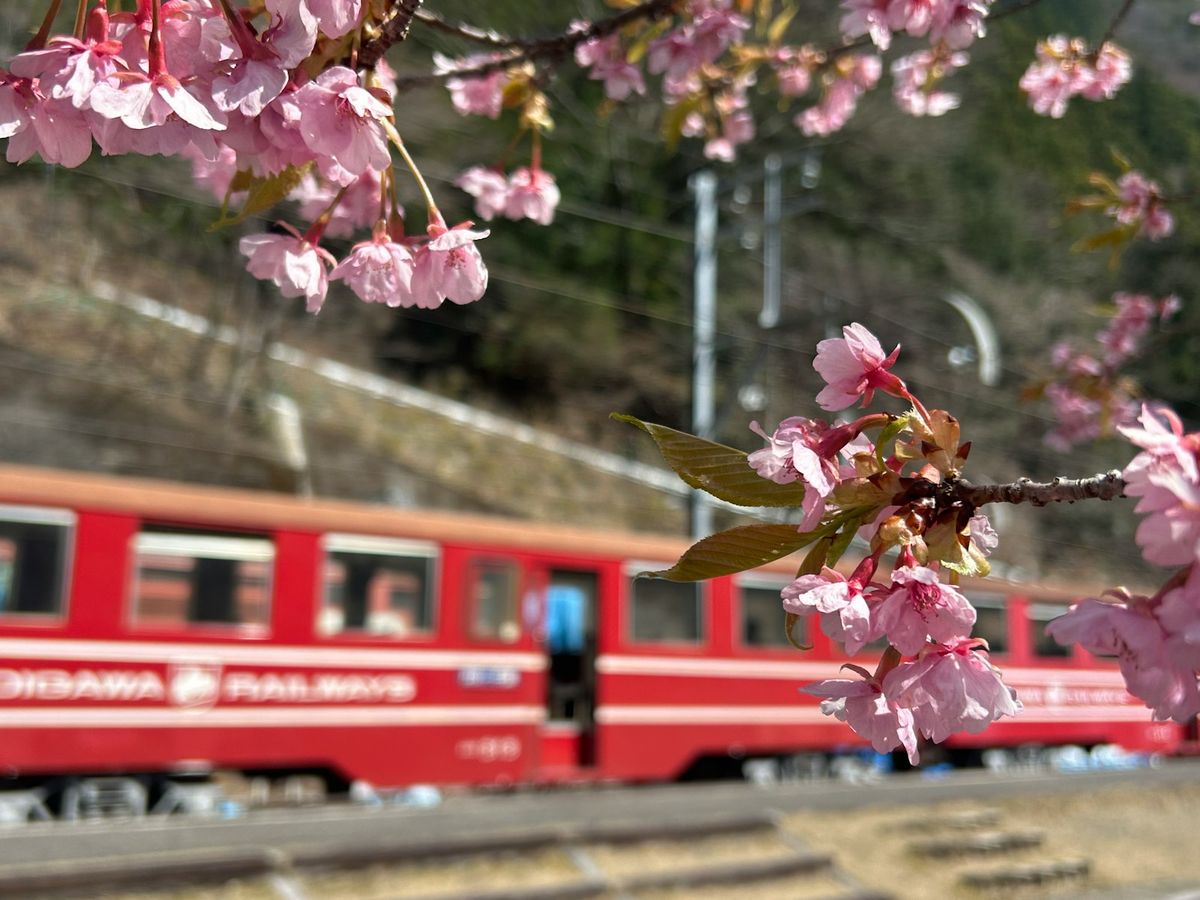 Red train framed by cherry blossoms in Japan during spring
