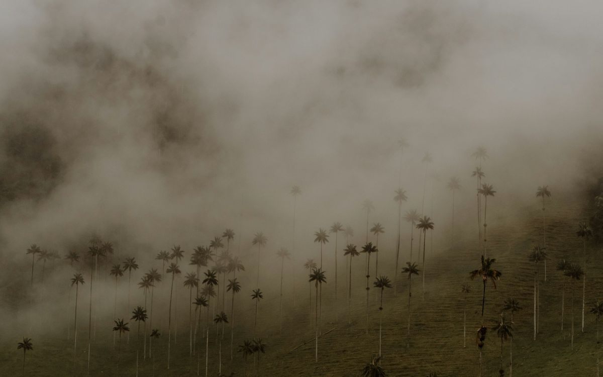 Palm trees rising through misty fog in Colombia's coffee region