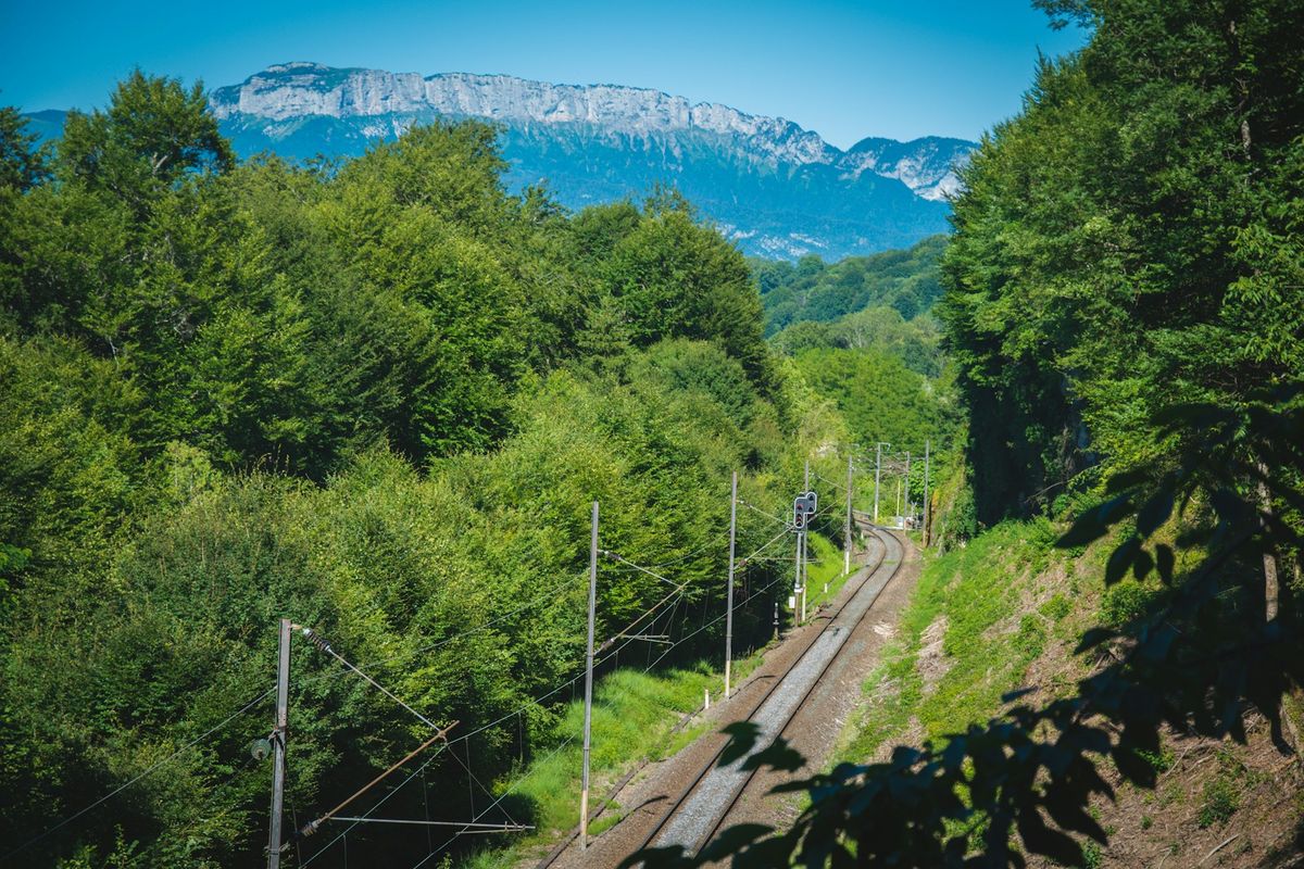 Train traveling through lush green French forest