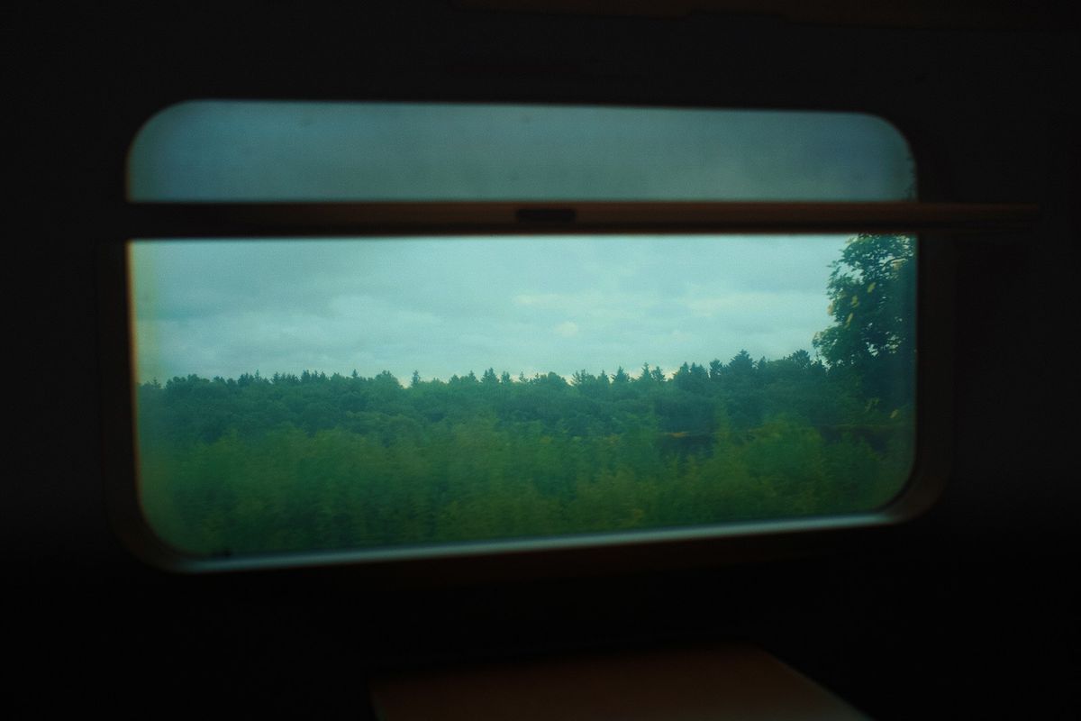 Forest landscape seen through a train window